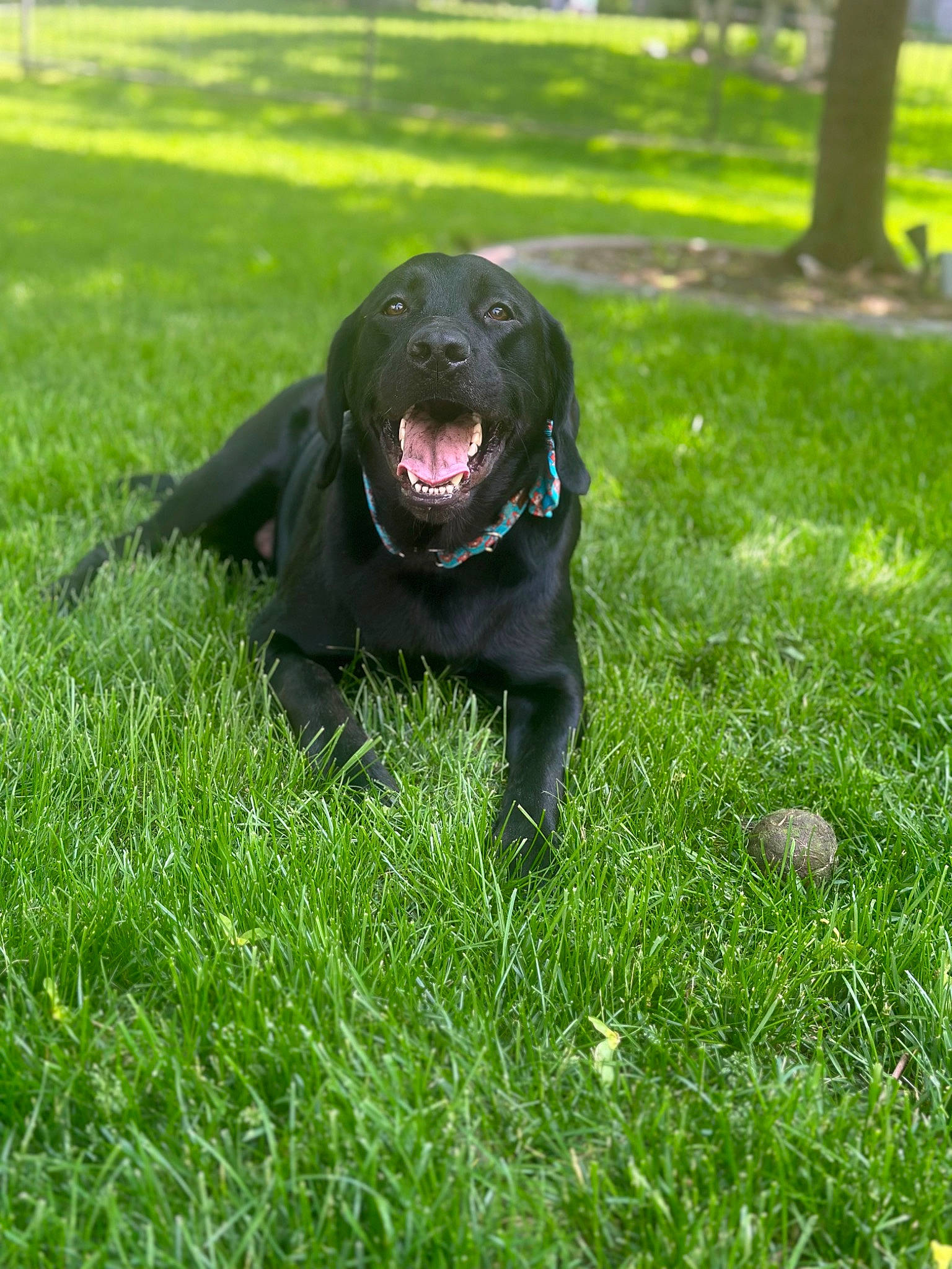 Rip joined the competition — help win amazing prizes! borador, carnivore, companion_dog, dog, dog_breed, dog_collar, grass, grassland, groundcover, guard_dog, gun_dog, non_sporting_group, plant, retriever, snout, sporting_group, tail, terrestrial_animal, tree, working_animal