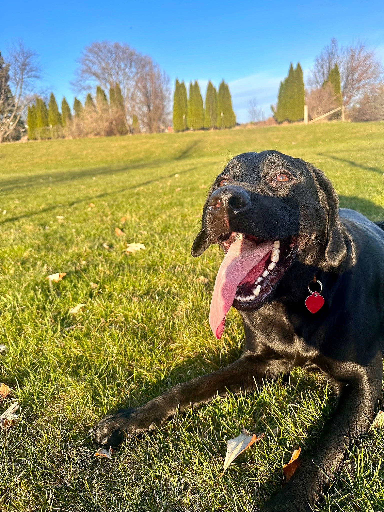 Rip is registered to the contest to win money with this photo: canidae, carnivore, collar, companion_dog, dog, dog_breed, dog_collar, grass, grassland, gun_dog, happy, landscape, liver, people_in_nature, personal_protective_equipment, plant, sky, sporting_group, tree, working_animal