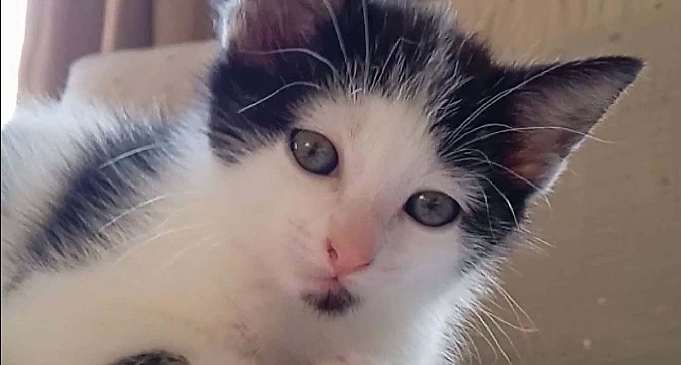 Everest a rejoint le concours — aidez-le/la à gagner de superbes lots ! carnivore, cat, domestic_short_haired_cat, ear, eye, eyelash, felidae, fur, head, iris, nose, small_to_medium_sized_cats, snout, whiskers, window