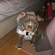 Nikita participe au concours pour gagner de l'argent avec cette photo : animal, bed, blanket, brown, coat, companion, curious, cute, dog, domestic, ears, floor, furniture, indoor, jacket, looking, pet, small, table, tile