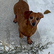 Peanut is registered to the contest to win money with this photo: dog, dachshund, small_dog, brown_dog, pet, snow, winter, sidewalk, concrete, steps, paw, looking_up, eyes, ears, nose, grass, outdoor, cute, curious, frozen_ground