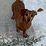 dog, dachshund, small_dog, brown_dog, pet, snow, winter, sidewalk, concrete, steps, paw, looking_up, eyes, ears, nose, grass, outdoor, cute, curious, frozen_ground