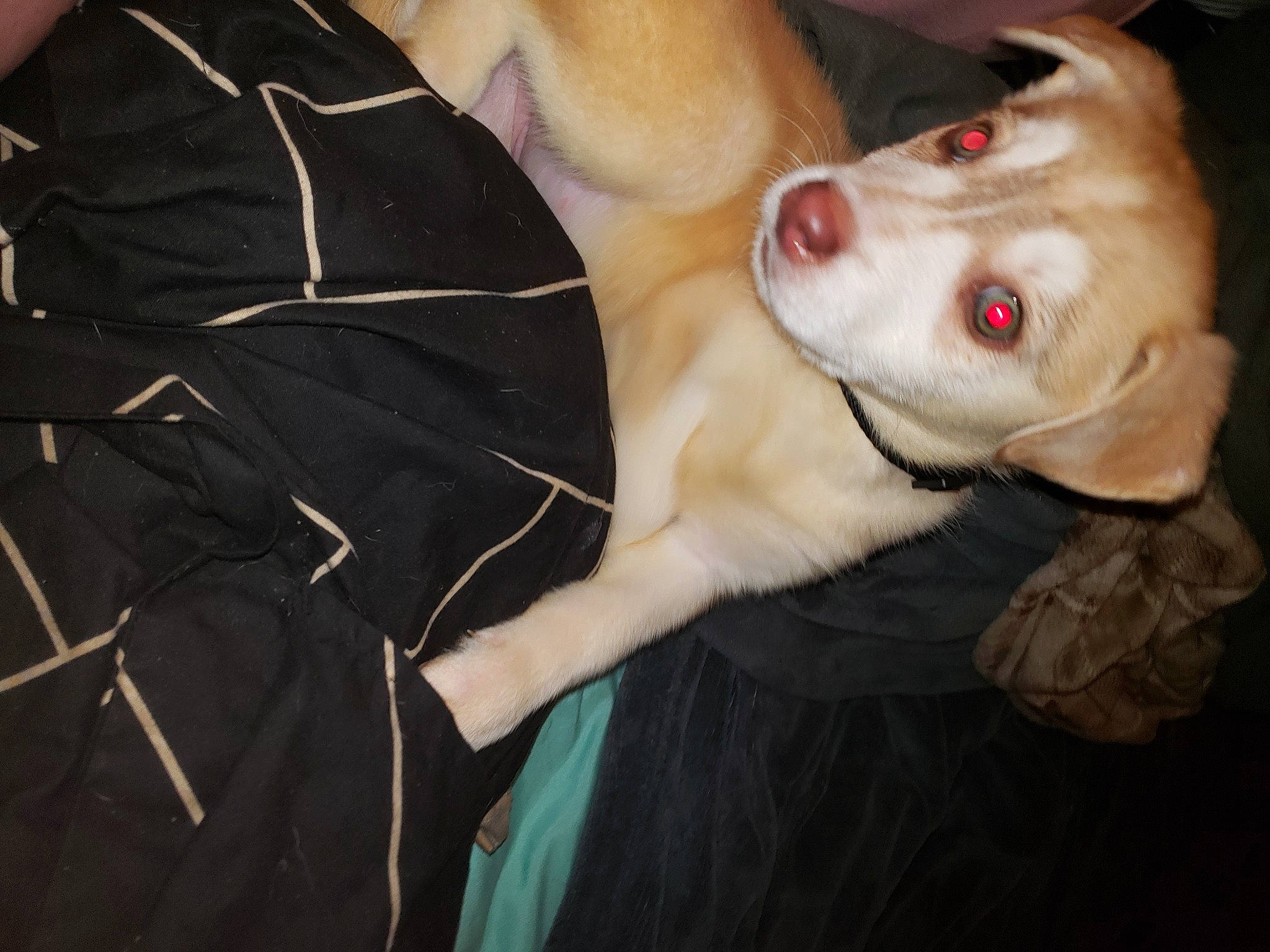 Mariah joined the competition — help win amazing prizes! canidae, carnivore, collar, comfort, companion_dog, dog, dog_breed, dog_collar, ear, fawn, fur, guard_dog, jaw, non_sporting_group, snout, sporting_group, whiskers, working_animal