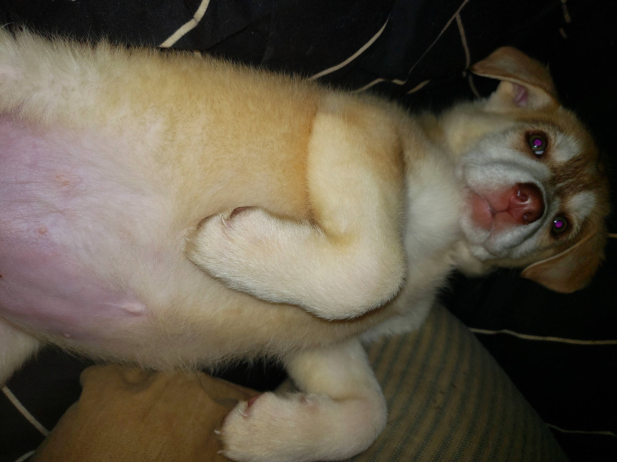 Mariah joined the competition — help win amazing prizes! ancient_dog_breeds, canidae, carnivore, claw, companion_dog, dog, dog_breed, fang, fawn, felidae, fur, jaw, non_sporting_group, paw, small_to_medium_sized_cats, snout, sporting_group, tail, terrestrial_animal, whiskers