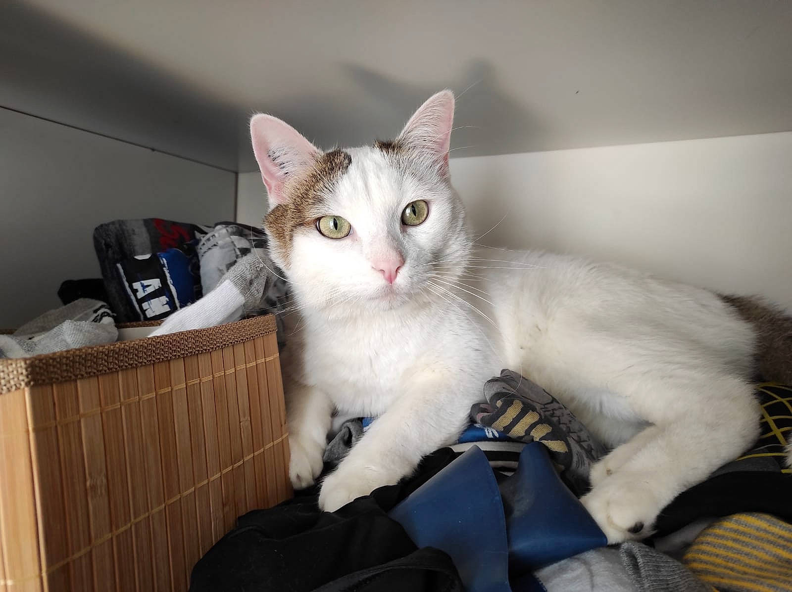Billy participe au concours pour gagner de l'argent avec cette photo : box, cabinetry, carnivore, cat, claw, comfort, domestic_short_haired_cat, drawer, felidae, fur, luggage_and_bags, paw, shipping_box, small_to_medium_sized_cats, tail, whiskers