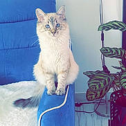 Sia participe au concours pour gagner de l'argent avec cette photo : cat, blue_eyes, fluffy, sofa, armrest, indoor, living_room, floor_lamp, houseplant, green_leaves, wooden_floor, white_wall, blue_furniture, pet, feline, domestic_animal, cute, sitting, cozy, decor