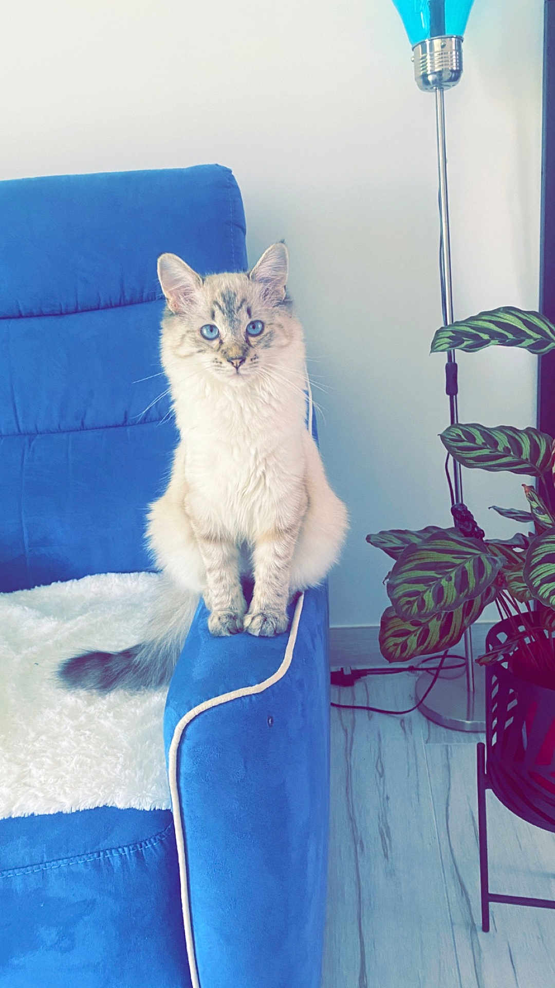 Sia participe au concours pour gagner de l'argent avec cette photo : cat, blue_eyes, fluffy, sofa, armrest, indoor, living_room, floor_lamp, houseplant, green_leaves, wooden_floor, white_wall, blue_furniture, pet, feline, domestic_animal, cute, sitting, cozy, decor