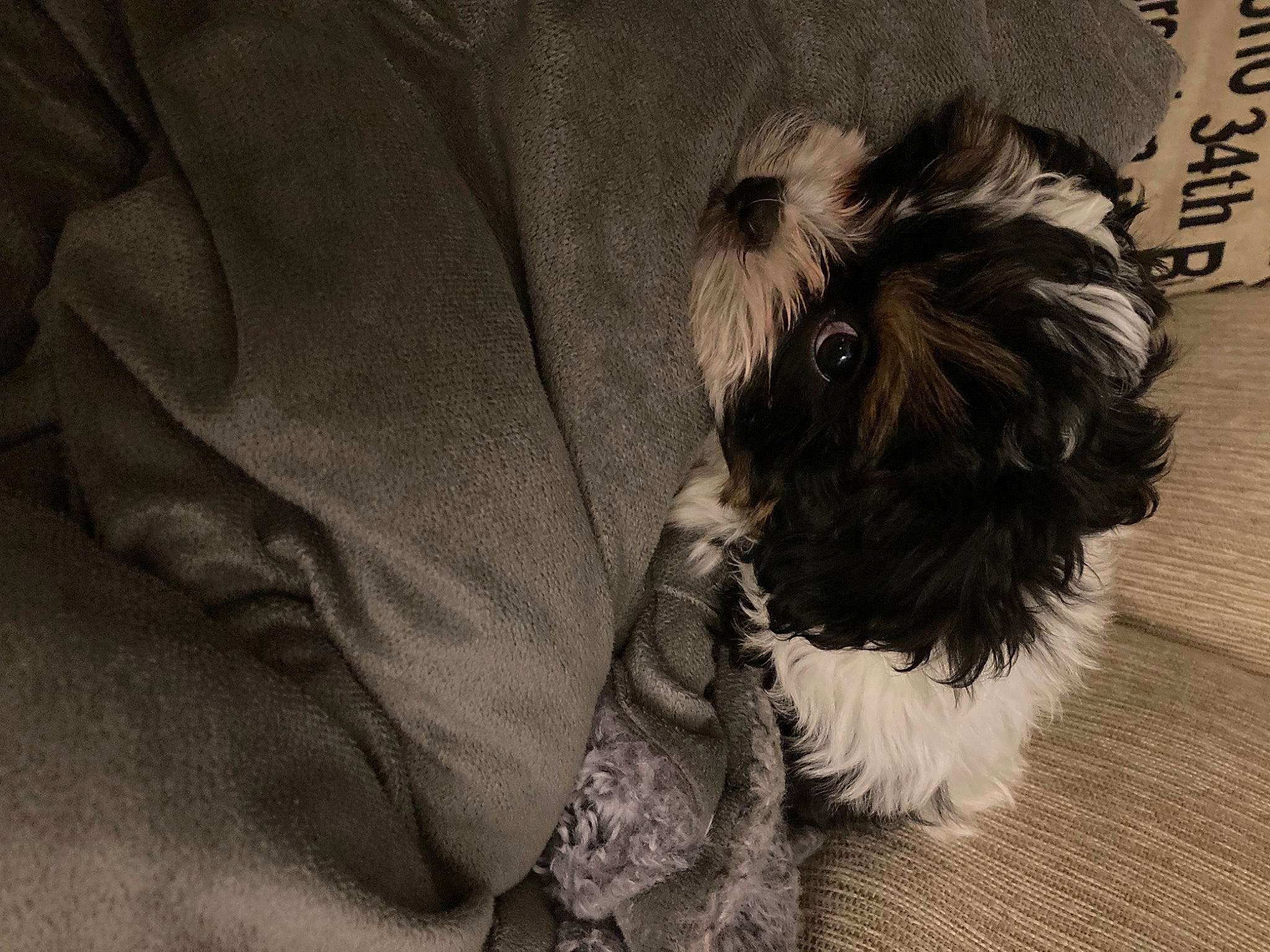 Cowboy is registered to the contest to win money with this photo: canidae, carnivore, comfort, companion_dog, dog, dog_breed, dog_supply, flooring, fur, grey, liver, monochrome, non_sporting_group, sleeve, small_terrier, snout, sporting_group, terrier, toy_dog, working_animal