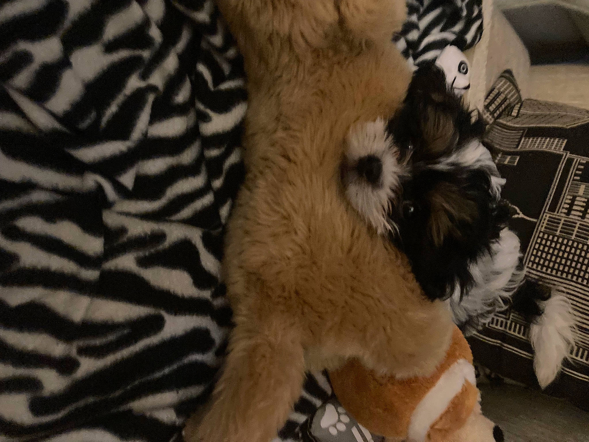 Cowboy joined the competition — help win amazing prizes! canidae, carnivore, claw, comfort, companion_dog, dog, dog_breed, dog_supply, fawn, felidae, fur, pattern, paw, small_to_medium_sized_cats, sporting_group, tail, terrestrial_animal, toy_dog, whiskers, working_animal