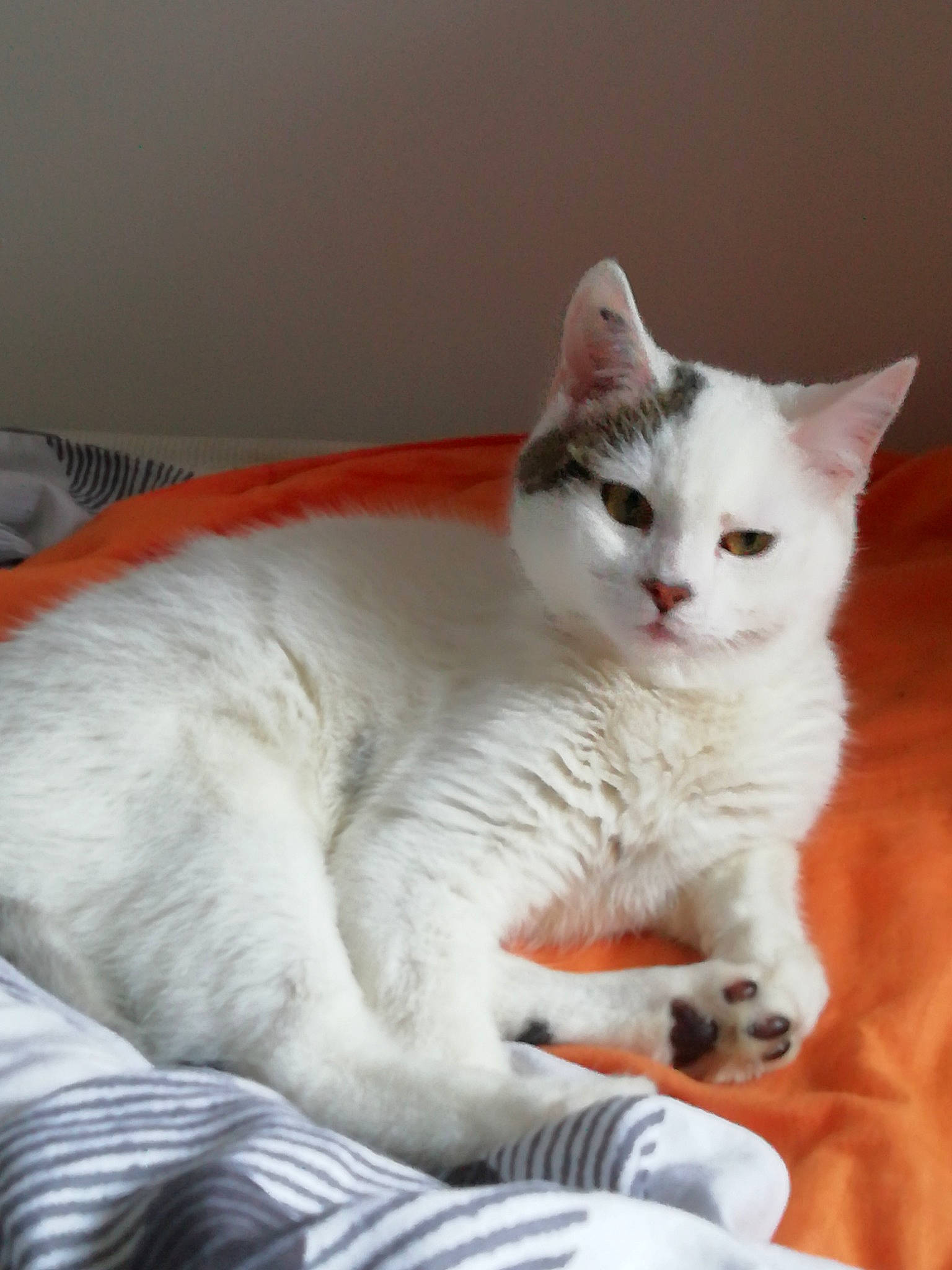 Stuart participe au concours pour gagner de l'argent avec cette photo : american_wirehair, arabian_mau, asian, australian_mist, burmilla, carnivore, cat, colorpoint_shorthair, domestic_short_haired_cat, european_shorthair, eye, felidae, khao_manee, kitten, mammal, small_to_medium_sized_cats, turkish_angora, turkish_van, vertebrate, whiskers