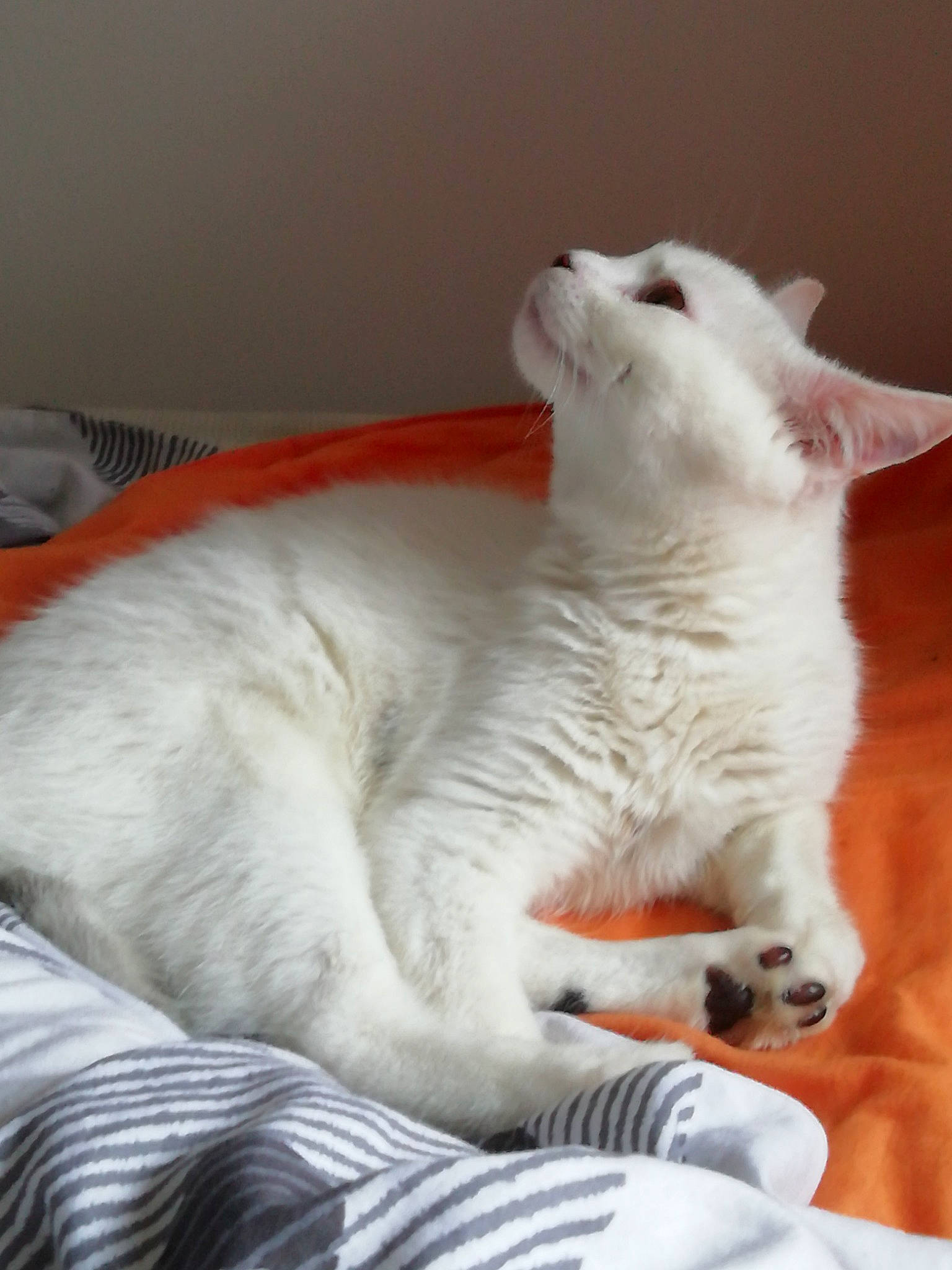 Stuart participe au concours pour gagner de l'argent avec cette photo : asian, burmilla, carnivore, cat, colorpoint_shorthair, domestic_short_haired_cat, european_shorthair, felidae, fur, kitten, mammal, nap, nose, paw, small_to_medium_sized_cats, tail, turkish_angora, turkish_van, vertebrate, whiskers