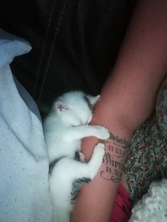 Stuart participe au concours pour gagner de l'argent avec cette photo : cat, claw, felidae, finger, gerbil, hamster, hand, kitten, muridae, nail, rodent, skin, small_to_medium_sized_cats, turkish_angora, whiskers