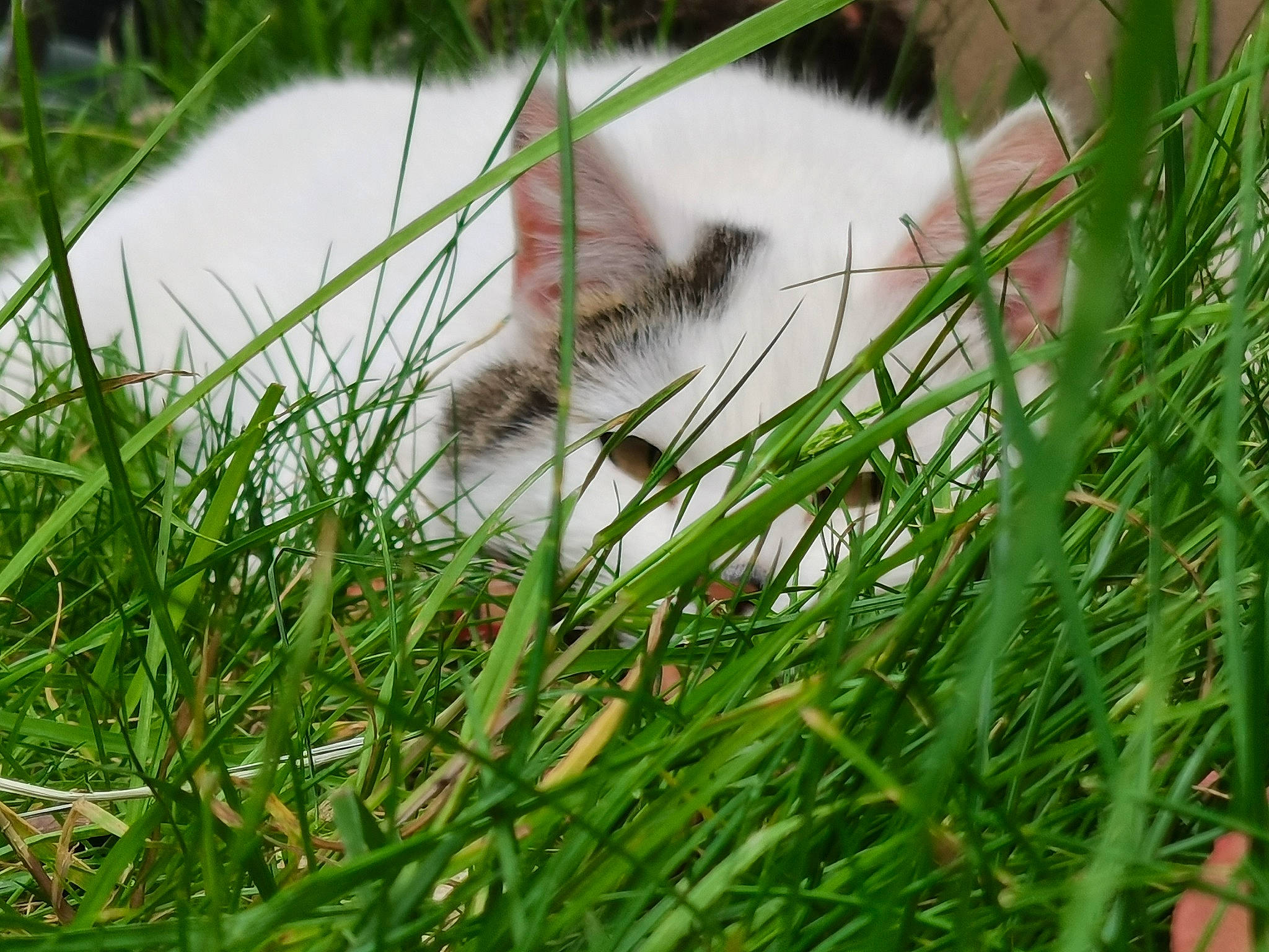 Stuart participe au concours pour gagner de l'argent avec cette photo : carnivore, cat, close_up, domestic_short_haired_cat, fawn, felidae, flowering_plant, fur, grass, grass_family, grassland, pasture, plant, small_to_medium_sized_cats, tail, terrestrial_animal, terrestrial_plant, tree, whiskers, wildlife