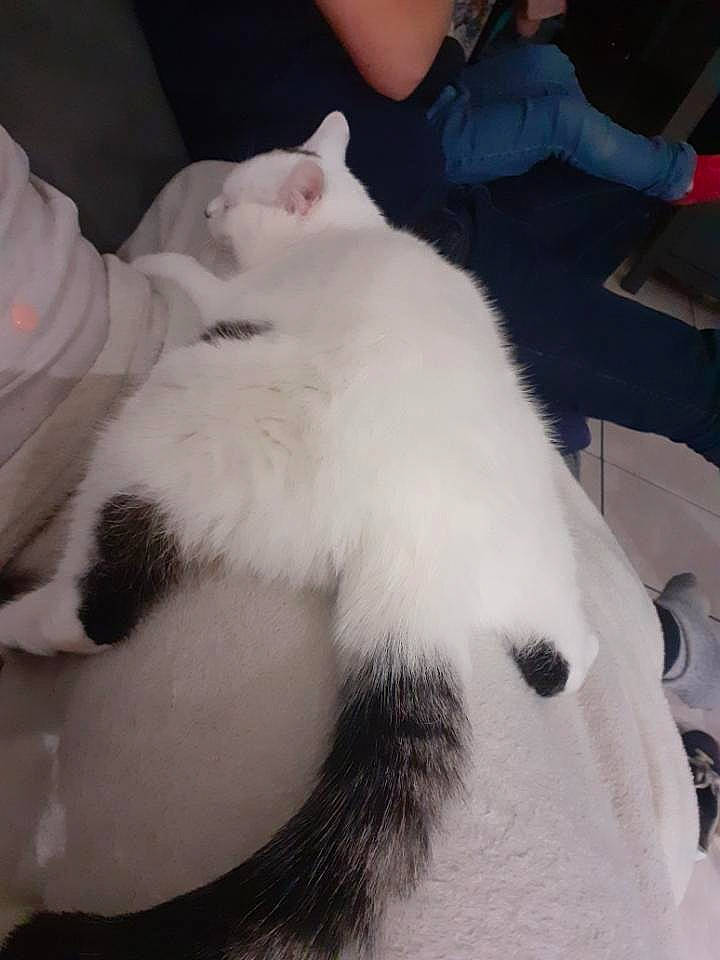 Stuart participe au concours pour gagner de l'argent avec cette photo : canidae, carnivore, cat, claw, comfort, companion_dog, dog_breed, domestic_short_haired_cat, elbow, felidae, foot, fur, gesture, human_leg, lap, paw, small_to_medium_sized_cats, snout, tail, whiskers