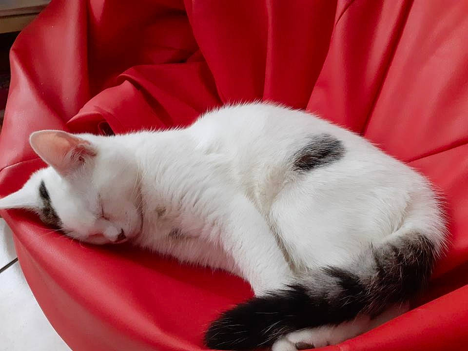 Stuart a rejoint le concours — aidez-le/la à gagner de superbes lots ! balinese, carmine, carnivore, cat, cat_supply, claw, comfort, domestic_short_haired_cat, fang, felidae, foot, fur, linens, nap, paw, sleep, small_to_medium_sized_cats, snout, tail, whiskers