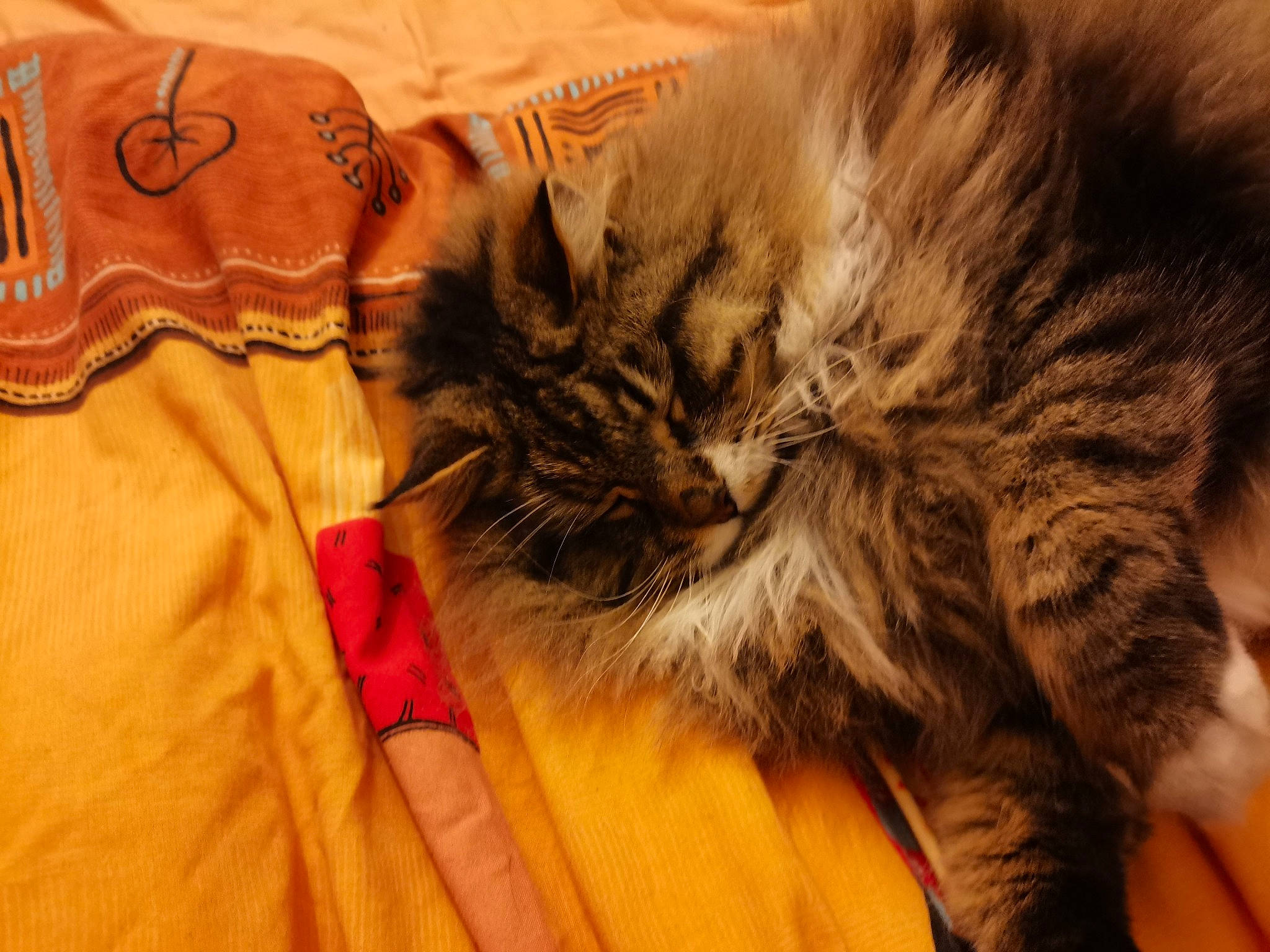 Lulu a rejoint le concours — aidez-le/la à gagner de superbes lots ! carnivore, cat, claw, close_up, comfort, domestic_short_haired_cat, fawn, felidae, fur, hug, nail, nap, orange, pattern, paw, small_to_medium_sized_cats, snout, terrestrial_animal, whiskers