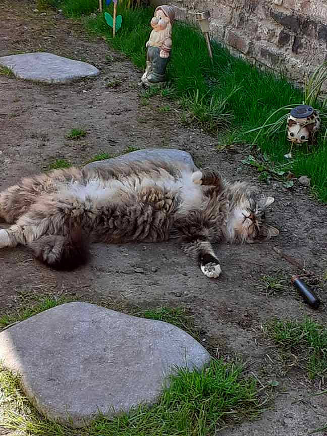 Lulu a rejoint le concours — aidez-le/la à gagner de superbes lots ! canidae, carnivore, cat, concrete, curb, dog_breed, felidae, flagstone, fur, grass, groundcover, plant, small_to_medium_sized_cats, soil, sporting_group, tail, terrestrial_animal, whiskers, wildlife