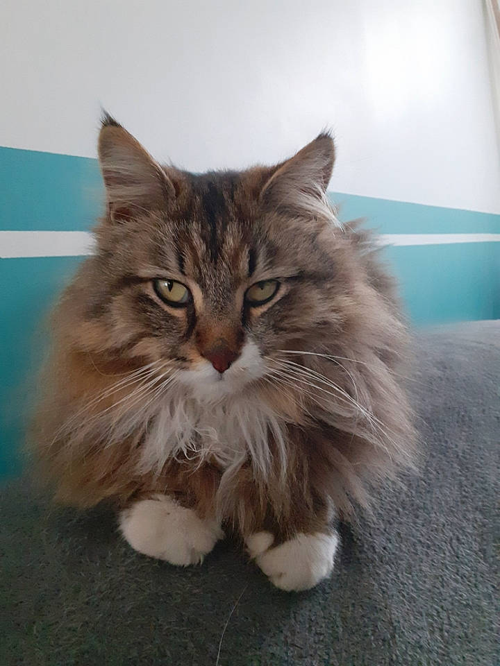 Lulu a rejoint le concours — aidez-le/la à gagner de superbes lots ! british_longhair, carnivore, cat, claw, fawn, felidae, flooring, fur, hair, maine_coon, paw, persian, small_to_medium_sized_cats, snout, tail, terrestrial_animal, whiskers