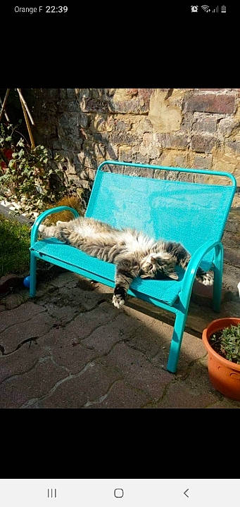 Lulu participe au concours pour gagner de l'argent avec cette photo : bench, cairn_terrier, canidae, carnivore, cat, chair, felidae, furniture, outdoor_furniture