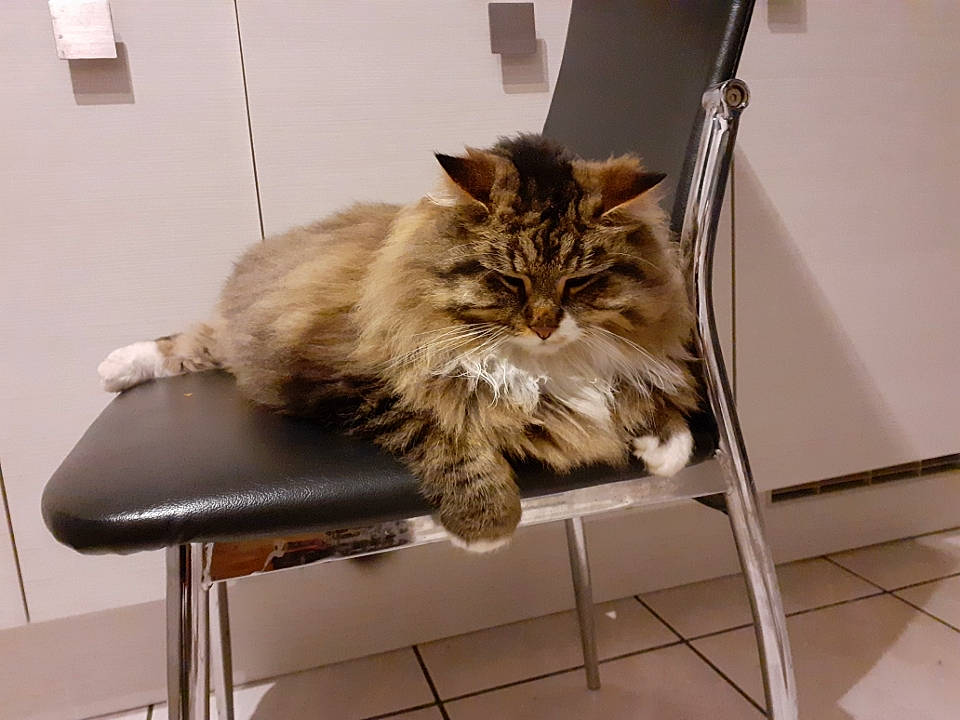 Lulu a rejoint le concours — aidez-le/la à gagner de superbes lots ! asian, asian_semi_longhair, british_longhair, british_semi_longhair, carnivore, cat, domestic_long_haired_cat, domestic_short_haired_cat, european_shorthair, felidae, fur, maine_coon, mammal, norwegian_forest_cat, persian, ragamuffin, siberian, small_to_medium_sized_cats, tabby_cat, whiskers