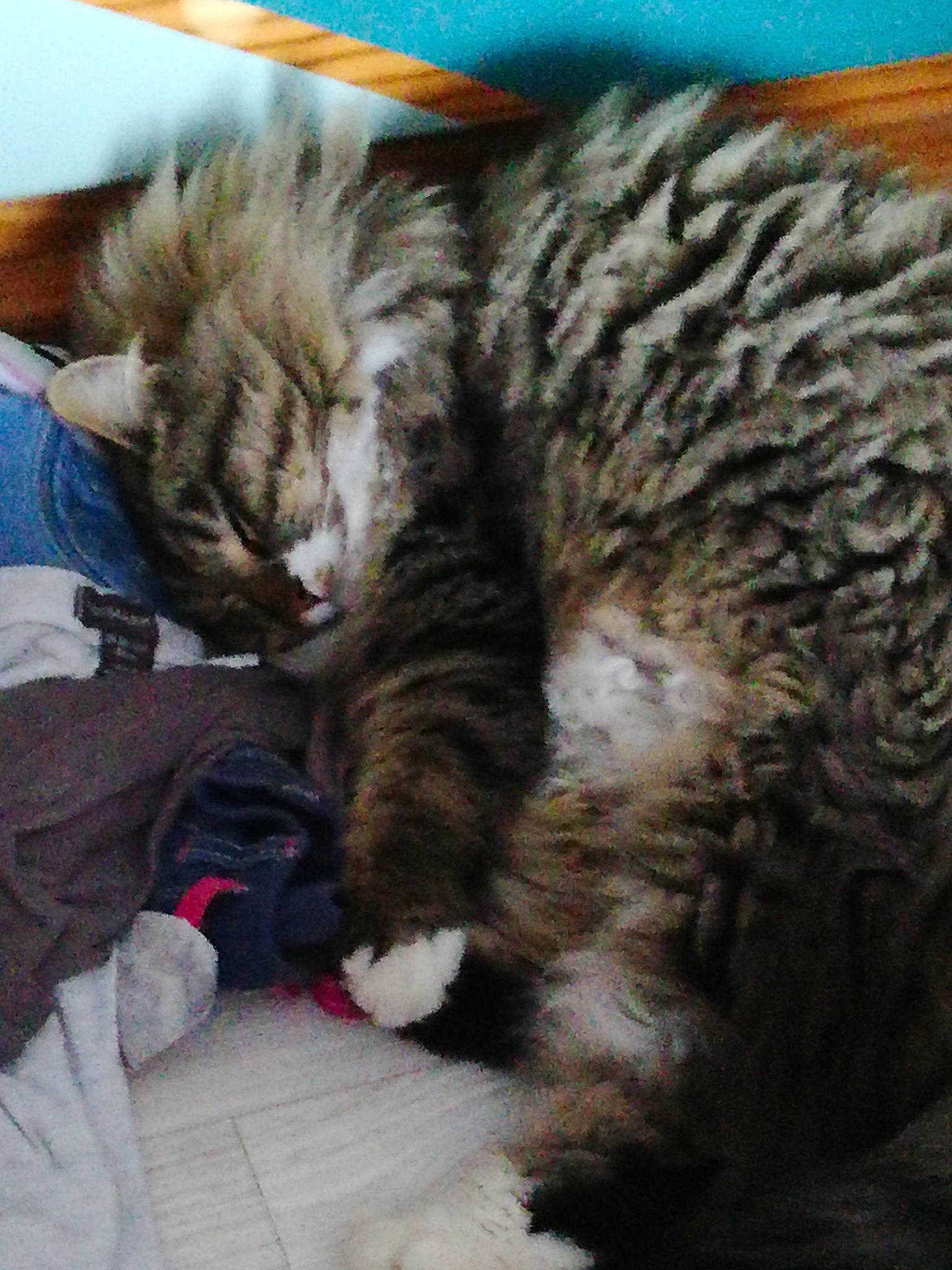 Lulu participe au concours pour gagner de l'argent avec cette photo : carnivore, cat, dragon_li, european_shorthair, felidae, fur, german_rex, kitten, maine_coon, nap, pixie_bob, siberian, sleep, small_to_medium_sized_cats, tabby_cat, whiskers