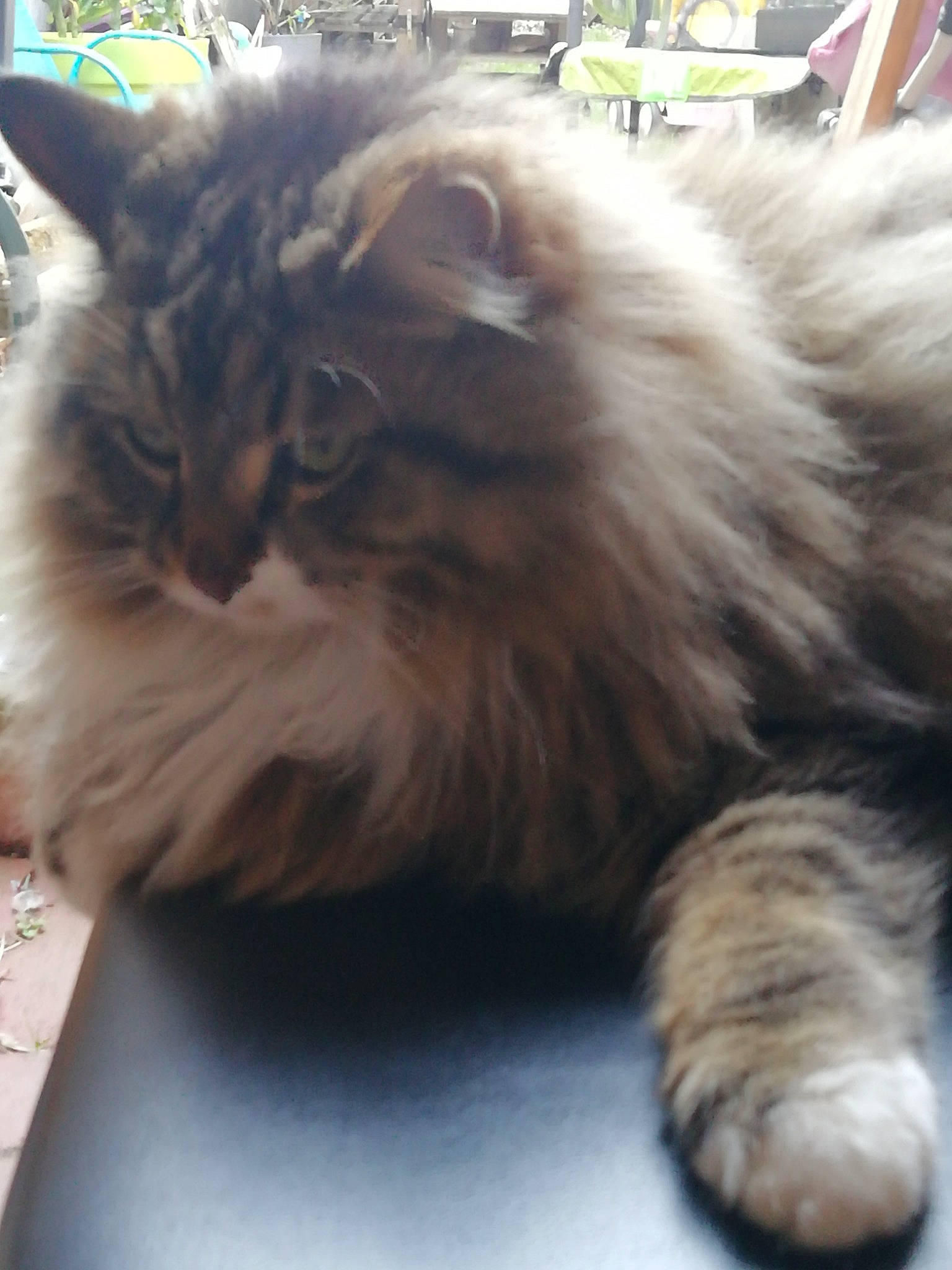 Lulu participe au concours pour gagner de l'argent avec cette photo : american_curl, asian_semi_longhair, british_longhair, british_semi_longhair, carnivore, cat, cymric, domestic_long_haired_cat, felidae, fur, kitten, maine_coon, mammal, norwegian_forest_cat, persian, ragamuffin, siberian, small_to_medium_sized_cats, vertebrate, whiskers