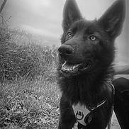 Blacky a rejoint le concours — aidez-le/la à gagner de superbes lots ! dog, black_dog, outdoor, grass, path, leash, harness, ears, animal, pet, canine, nature, sky, cloudy, portrait, walking, alert, sidewalk, monochrome, happy