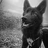dog, black_dog, outdoor, grass, path, leash, harness, ears, animal, pet, canine, nature, sky, cloudy, portrait, walking, alert, sidewalk, monochrome, happy
