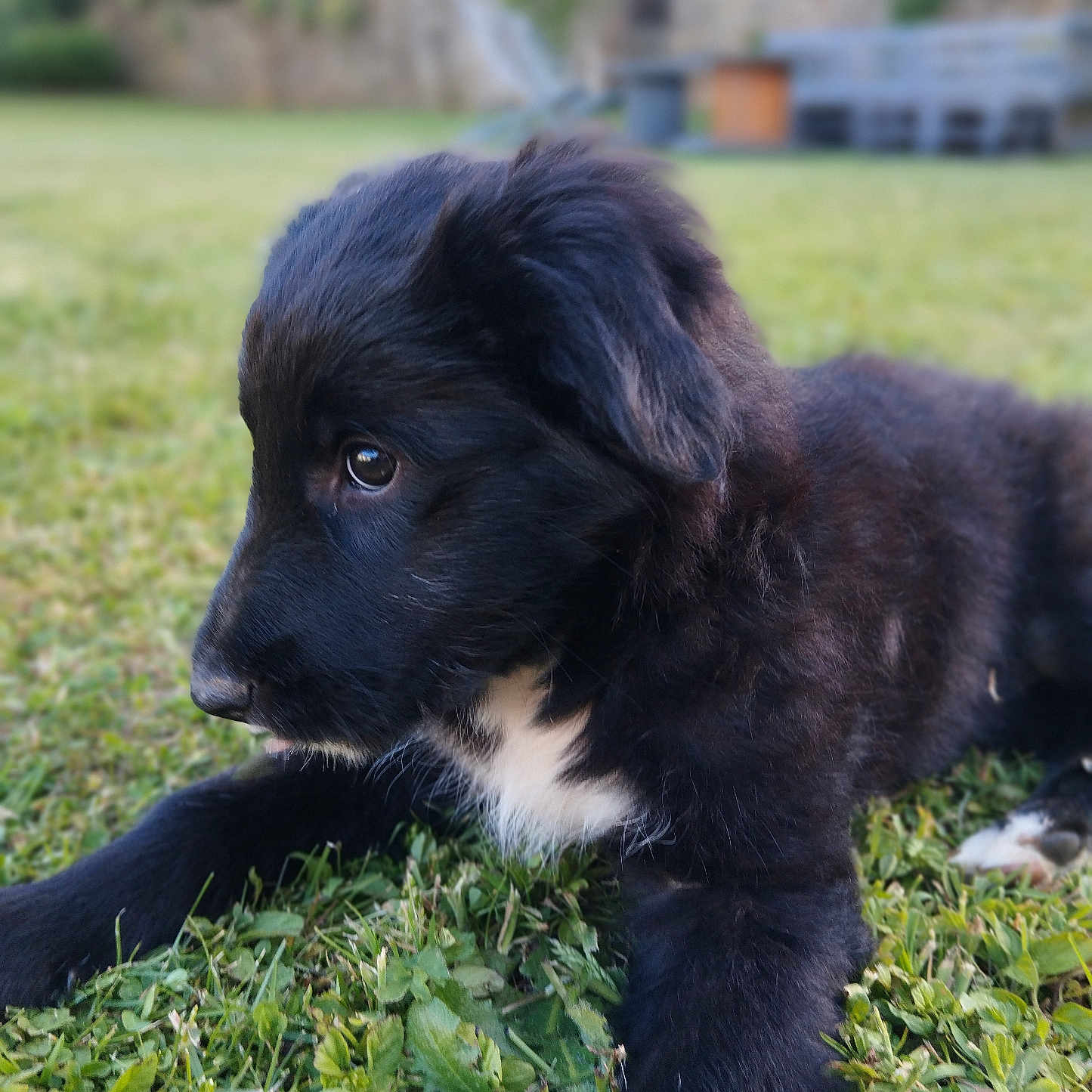 Ardween a rejoint le concours — aidez-le/la à gagner de superbes lots ! adorable, animal, black_fur, canine, close_up, cute, daylight, dog, fur, garden, grass, lying_down, nature, outdoor, pet, playful, puppy, side_view, white_patch, young_animal