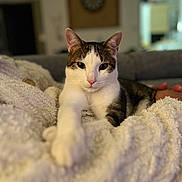 Armstrong participe au concours pour gagner de l'argent avec cette photo : cat, indoor, blanket, feline, relaxing, paw, stretching, cozy, fur, domestic_animal, pet, whiskers, cute, comfort, living_room, soft_texture, close_up, animal, resting, portrait