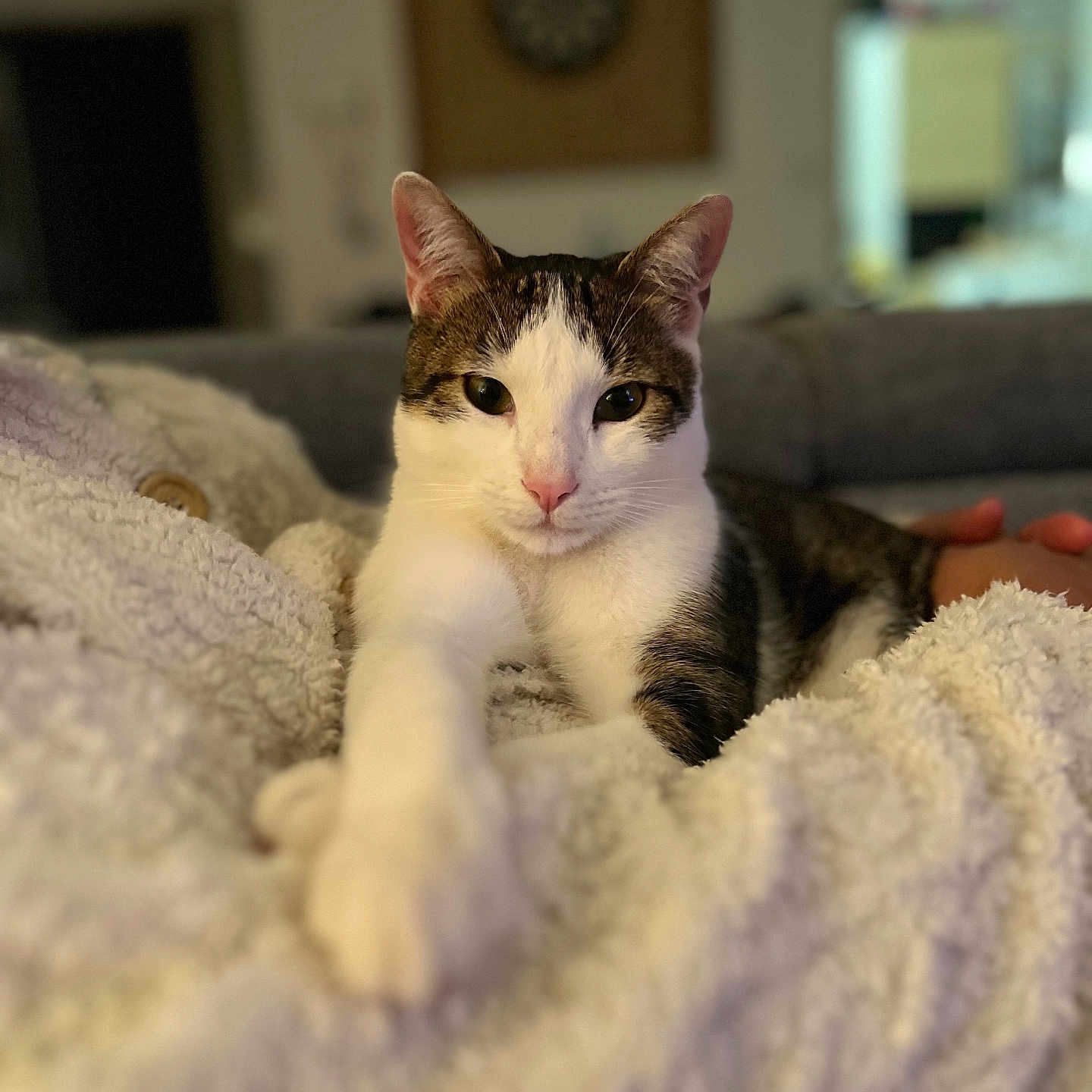 Armstrong participe au concours pour gagner de l'argent avec cette photo : animal, blanket, cat, close_up, comfort, cozy, cute, domestic_animal, feline, fur, indoor, living_room, paw, pet, portrait, relaxing, resting, soft_texture, stretching, whiskers