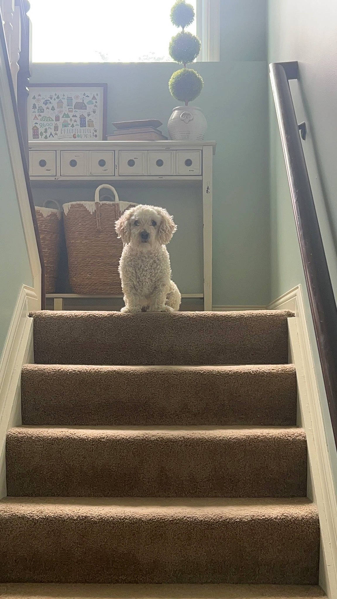 Bill is registered to the contest to win money with this photo: art, building, carnivore, companion_dog, couch, dog, dog_breed, door, floor, flooring, grey, handrail, hardwood, interior_design, picture_frame, room, sporting_group, stairs, toy, wood