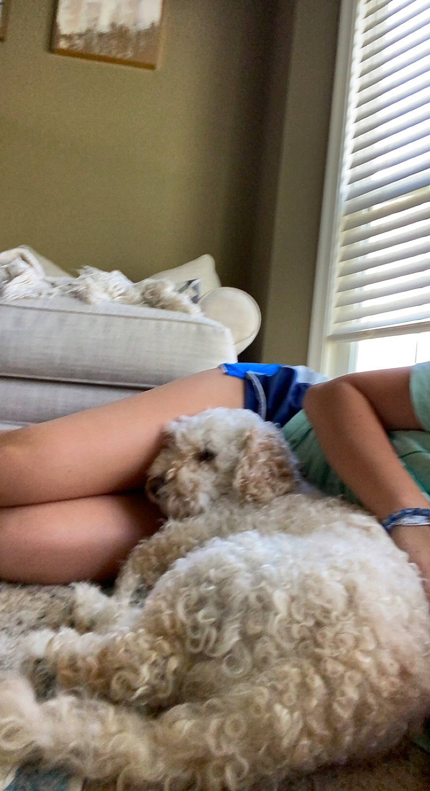 Bailey joined the competition — help win amazing prizes! carnivore, chair, comfort, companion_dog, couch, dog, dog_breed, fawn, felidae, fur, linens, poodle, room, sheep, sporting_group, toy_dog, window, window_blind, working_animal