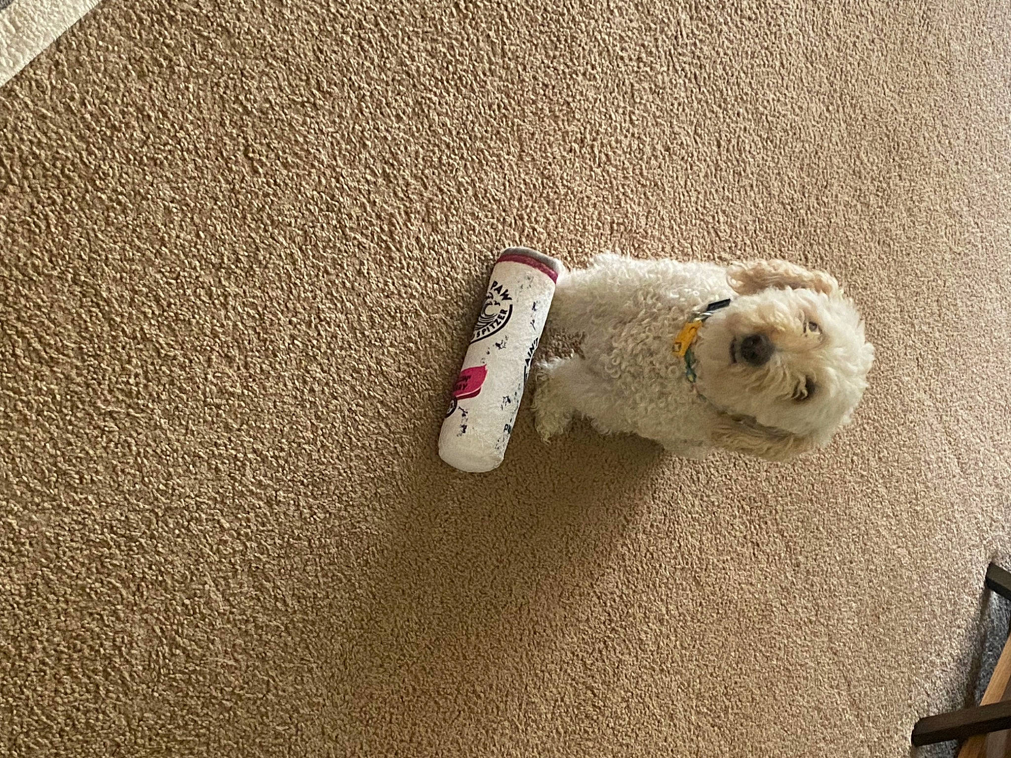 Bailey joined the competition — help win amazing prizes! bichon, canidae, carmine, carnivore, companion_dog, dog, dog_breed, flooring, fur, linens, non_sporting_group, paw, small_terrier, sporting_group, stuffed_toy, terrier, toy, toy_dog, wood