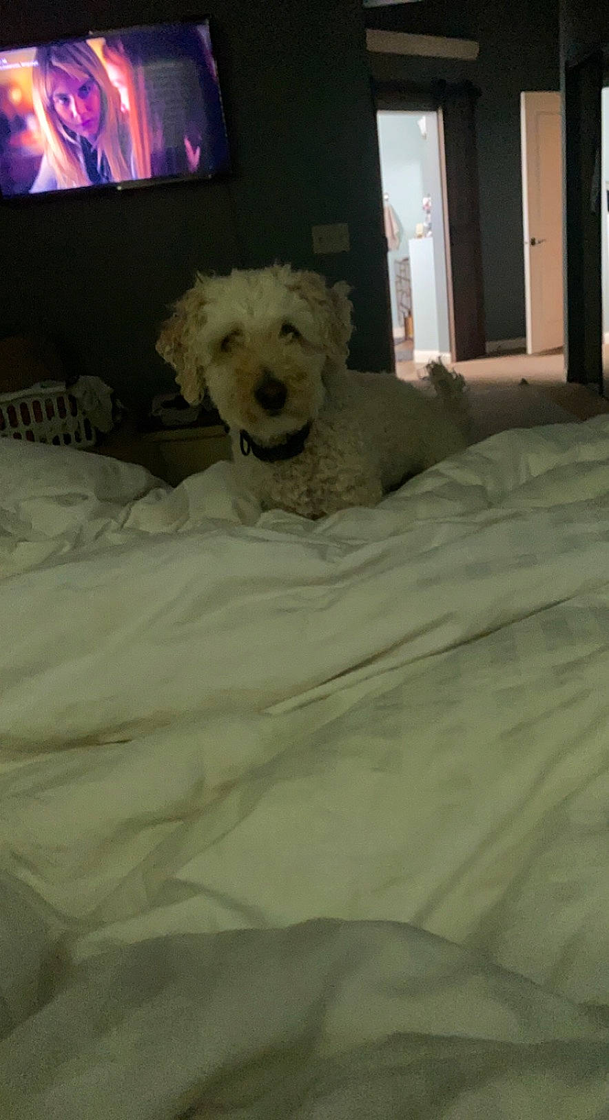 Bailey is registered to the contest to win money with this photo: bed, bedding, carnivore, comfort, companion_dog, couch, dog, dog_breed, duvet, fawn, floor, flooring, linens, snout, television, terrier, toy_dog, window, wood, working_animal