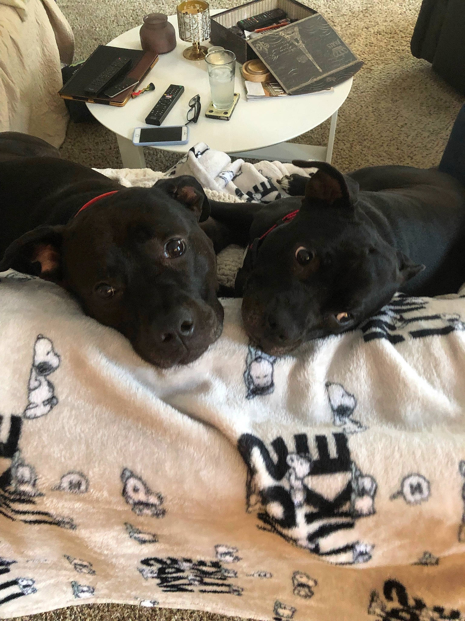 Marcie is registered to the contest to win money with this photo: canidae, carnivore, chair, collar, comfort, companion_dog, dog, dog_breed, dog_supply, fur, grey, guard_dog, linens, non_sporting_group, pattern, snout, sporting_group, vertebrate, whiskers, working_animal