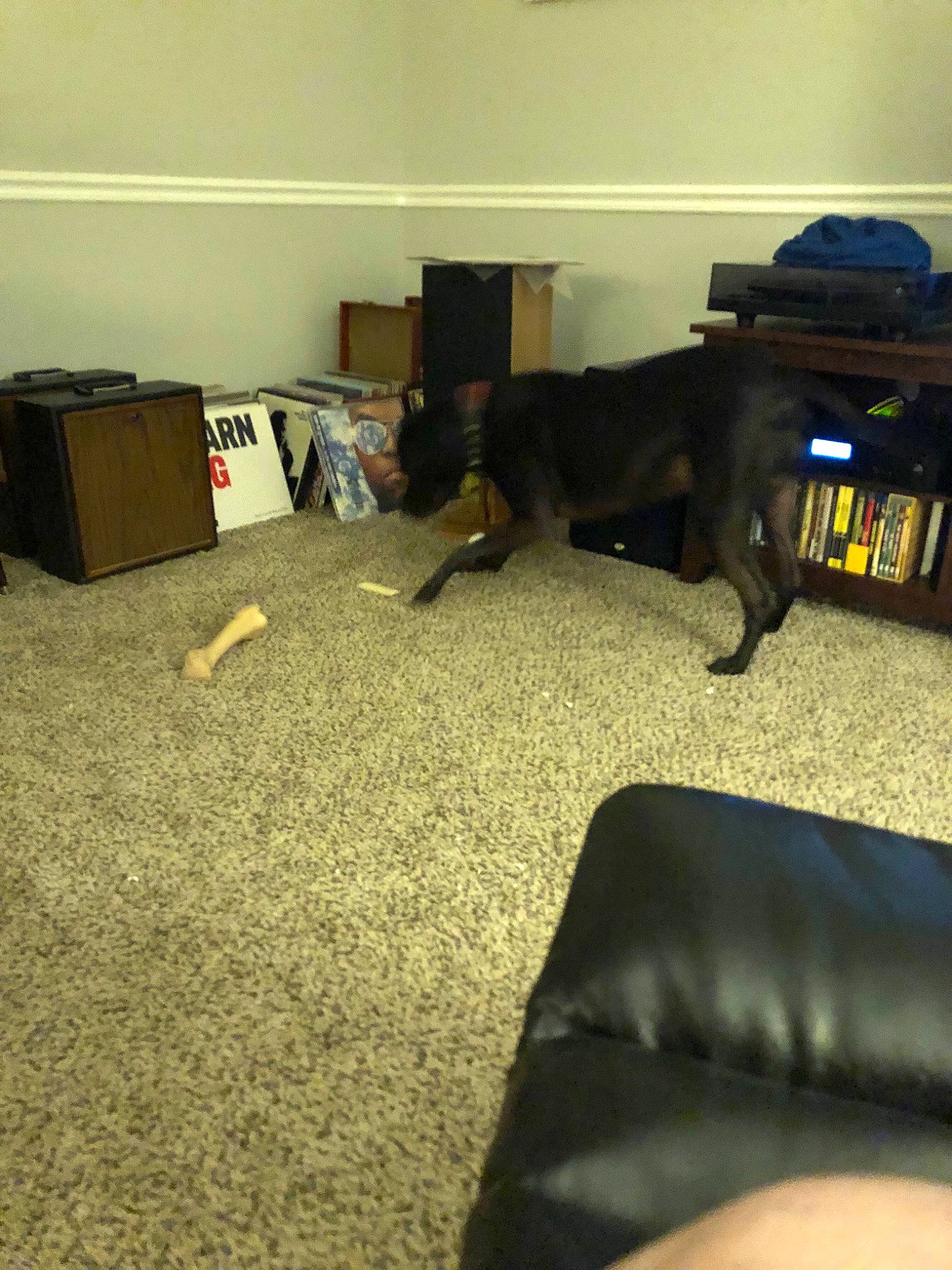 Marcie joined the competition — help win amazing prizes! canidae, carnivore, comfort, companion_dog, couch, dog, dog_breed, floor, flooring, hardwood, living_room, luggage_and_bags, room, shipping_box, snout, sporting_group, studio_couch, tints_and_shades, wood, working_animal