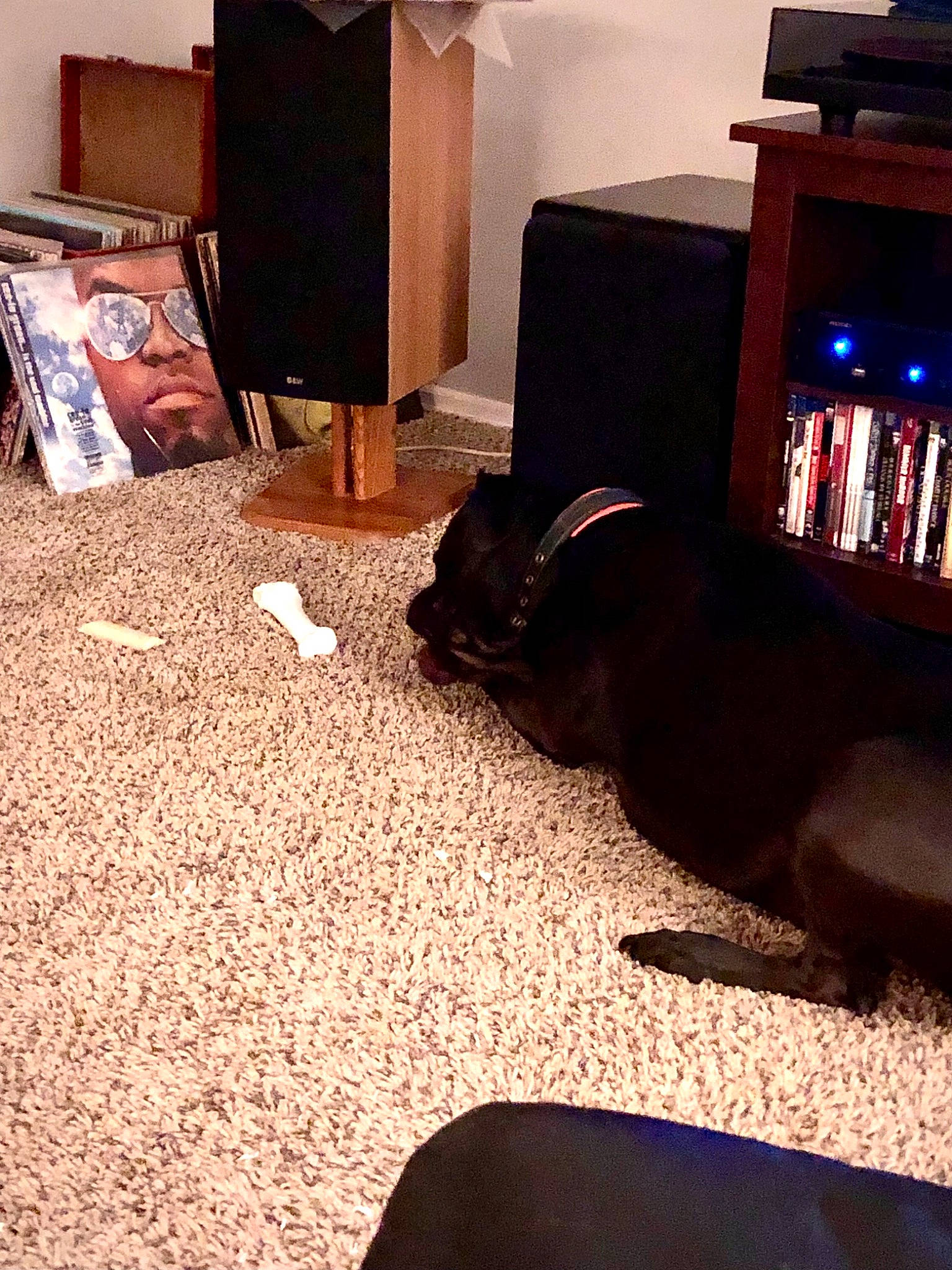 Marcie joined the competition — help win amazing prizes! bookcase, carnivore, cloud, comfort, companion_dog, dog, felidae, floor, flooring, hardwood, house, interior_design, light, lighting, living_room, mammal, sky, small_to_medium_sized_cats, vertebrate, wood