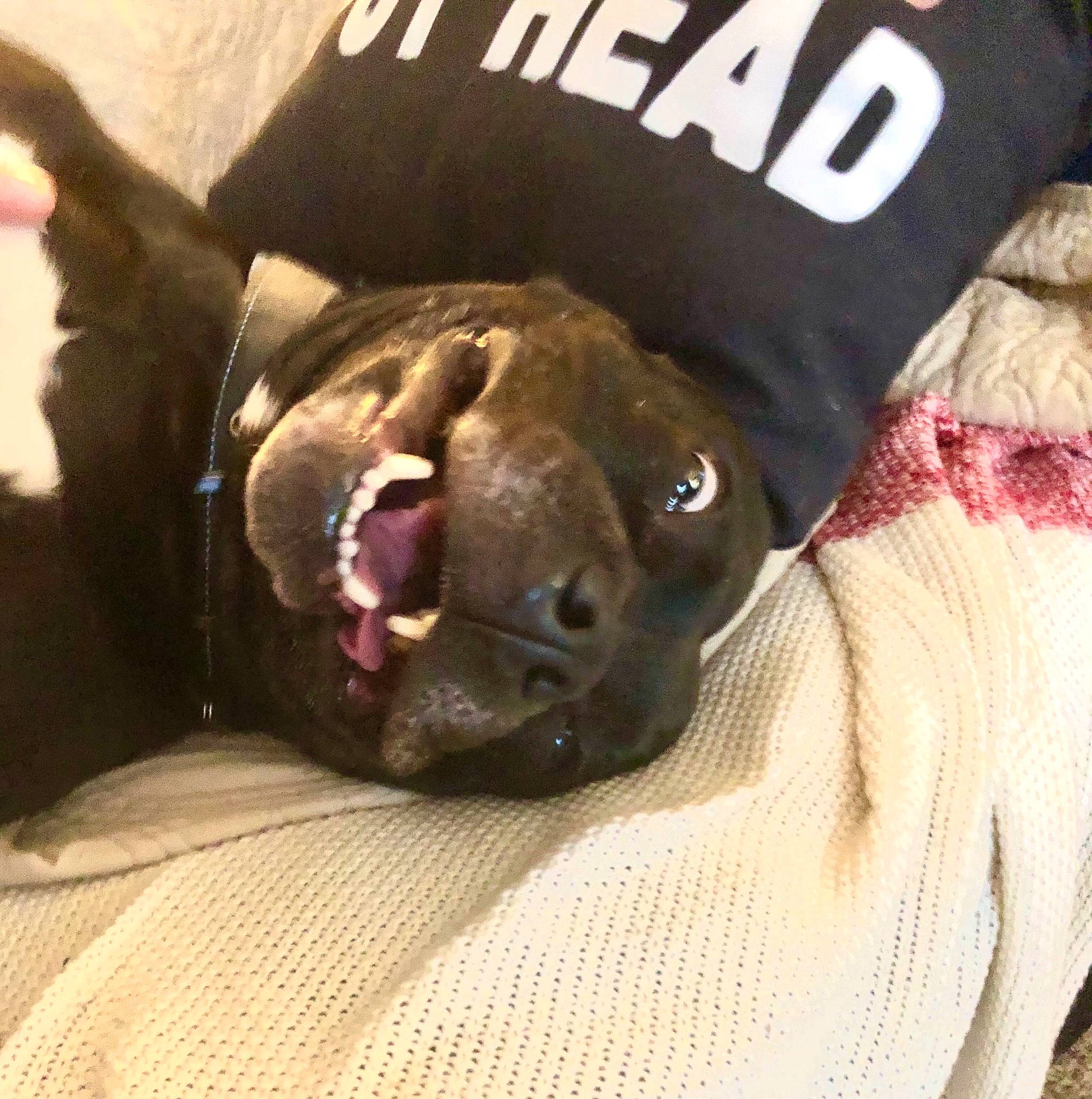 Georgie is registered to the contest to win money with this photo: canidae, carnivore, comfort, companion_dog, couch, dog, dog_breed, dog_supply, fang, fawn, felidae, fur, liver, logo, pet_supply, snout, sporting_group, toy_dog, whiskers, working_animal