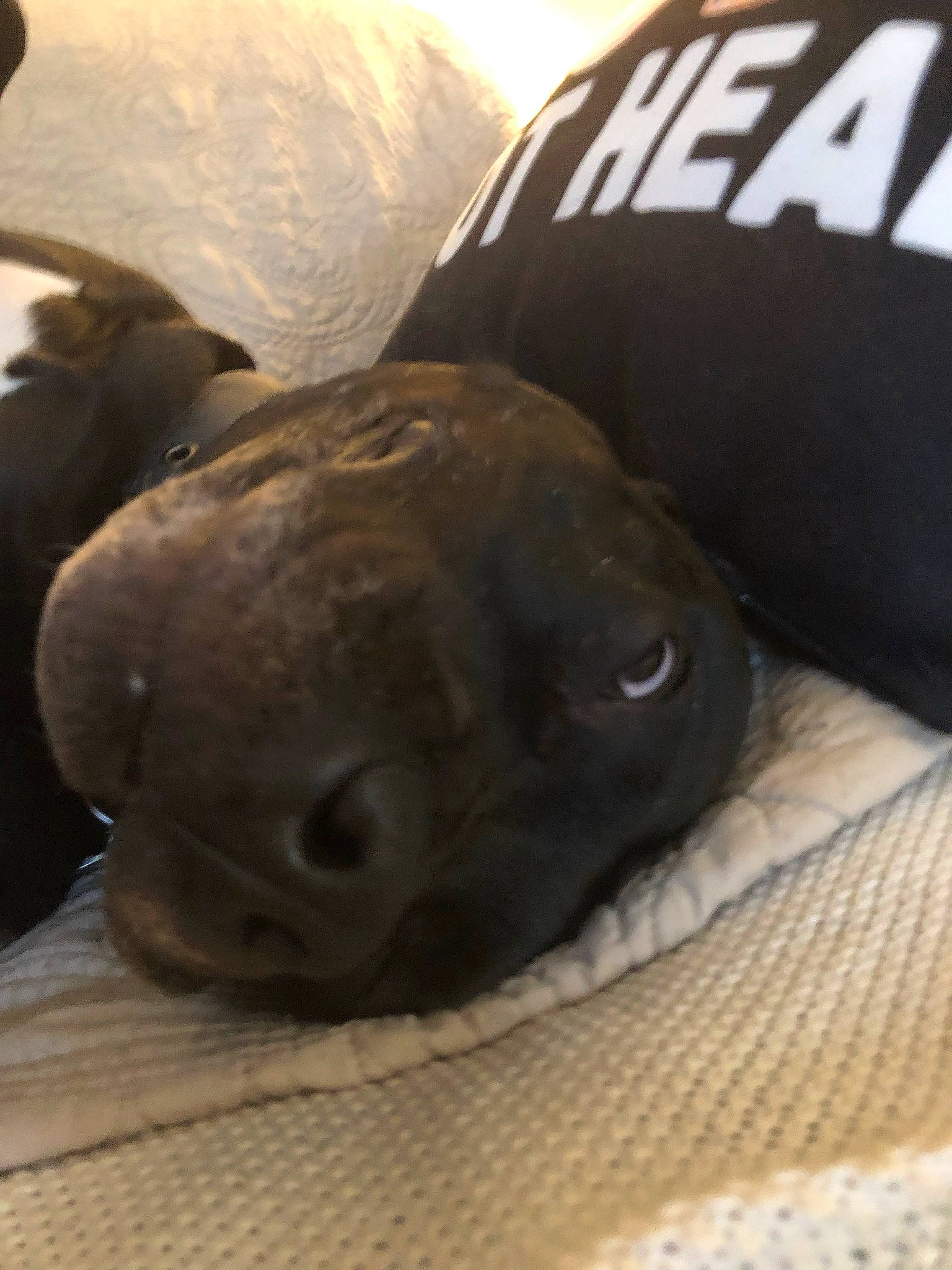 Georgie joined the competition — help win amazing prizes! canidae, carnivore, companion_dog, dog, dog_breed, earless_seal, fawn, fur, logo, marine_mammal, metal, non_sporting_group, seal, snout, sporting_group, terrestrial_animal, whiskers, working_animal