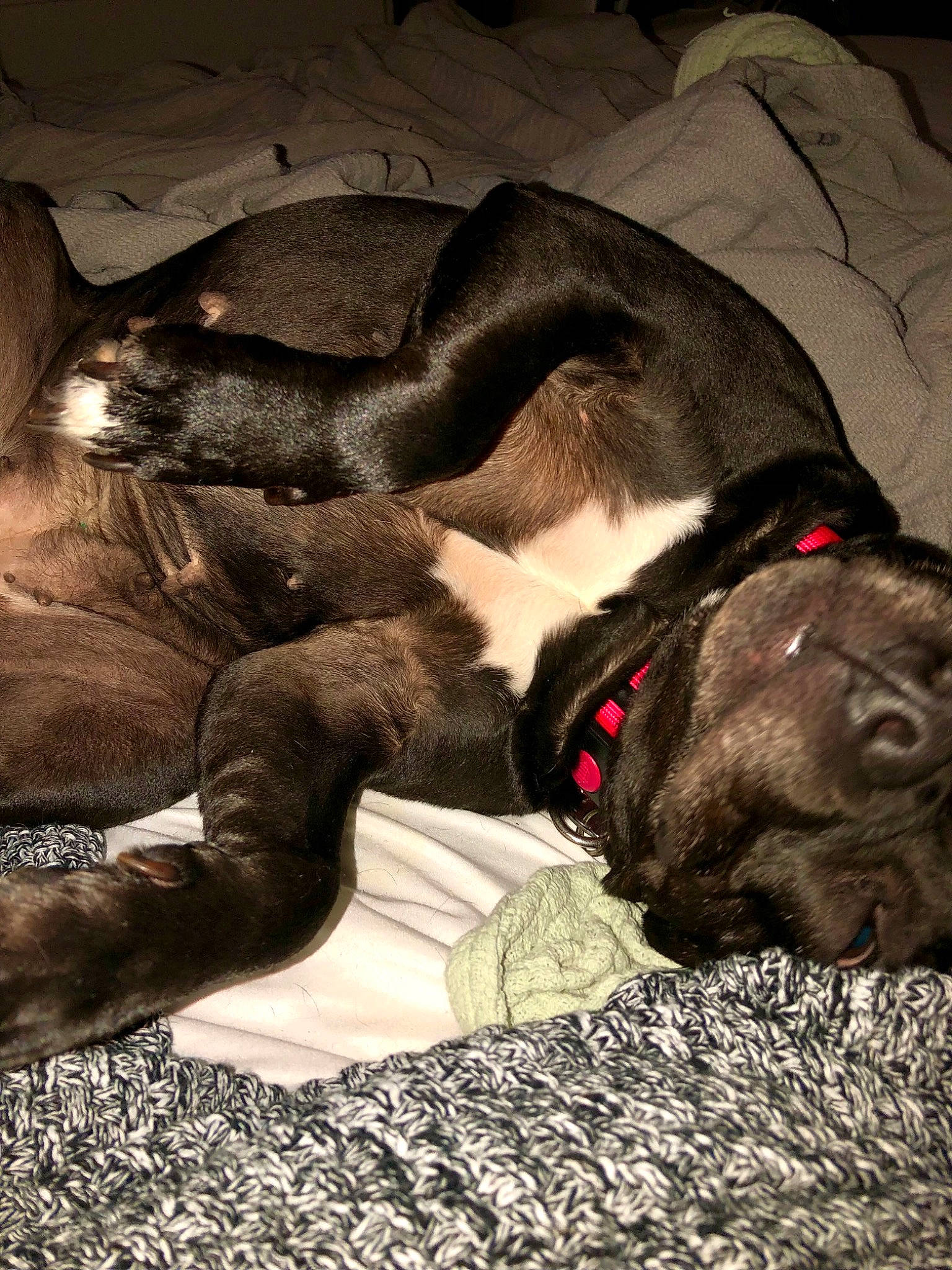 Georgie joined the competition — help win amazing prizes! carnivore, collar, comfort, companion_dog, dog, dog_breed, dog_collar, dog_supply, fawn, fur, grey, liver, paw, pet_supply, snout, sporting_group, tail, terrestrial_animal, whiskers, working_animal