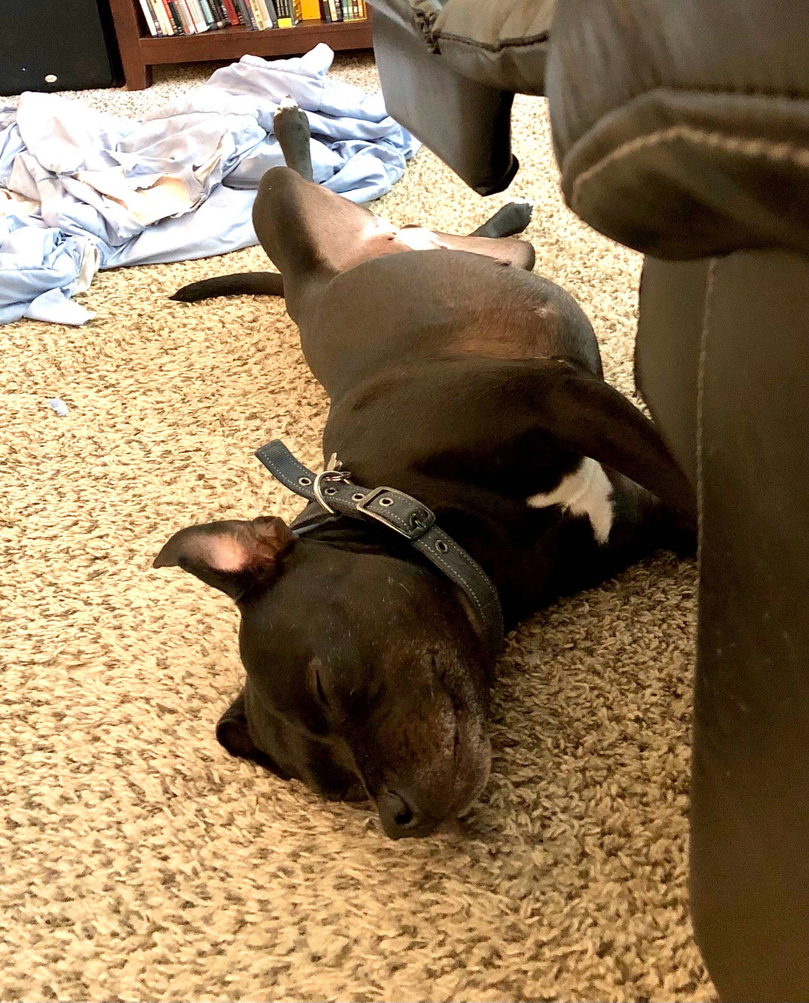 Georgie joined the competition — help win amazing prizes! brown, canidae, carnivore, chair, collar, comfort, companion_dog, dog, dog_breed, dog_collar, ear, fawn, liver, non_sporting_group, pet_supply, snout, sporting_group, terrestrial_animal, toy_dog, working_animal