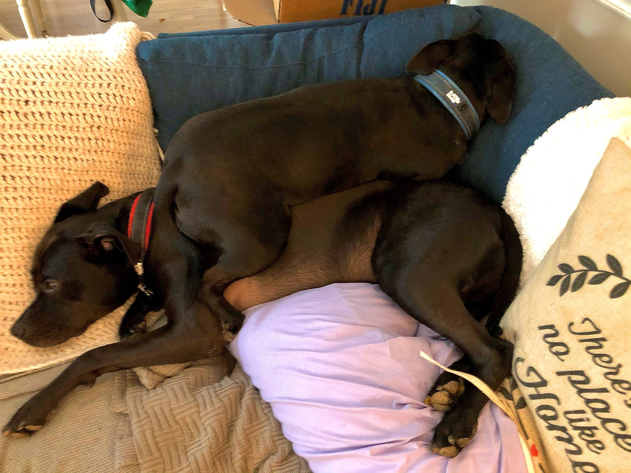 Georgie is registered to the contest to win money with this photo: bedding, canidae, carnivore, collar, comfort, companion_dog, couch, dog, dog_breed, dog_supply, fawn, guard_dog, handwriting, linens, liver, nap, pet_supply, pillow, sporting_group, working_animal