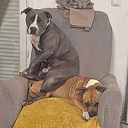 Taylor a rejoint le concours — aidez-le/la à gagner de superbes lots ! dog, dogs, armchair, gray_dog, brown_dog, blanket, indoor, pet, resting, sitting, furniture, cozy, expression, animal, canine, household, relaxed, cute, companion, home