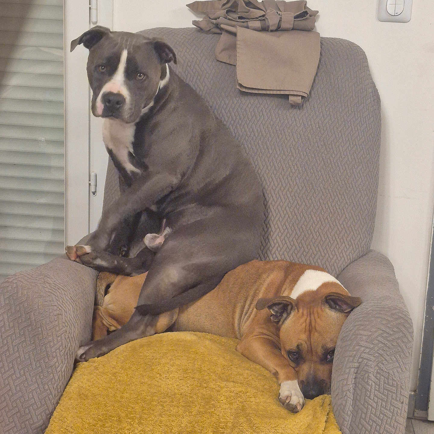 Taylor a rejoint le concours — aidez-le/la à gagner de superbes lots ! animal, armchair, blanket, brown_dog, canine, companion, cozy, cute, dog, dogs, expression, furniture, gray_dog, home, household, indoor, pet, relaxed, resting, sitting