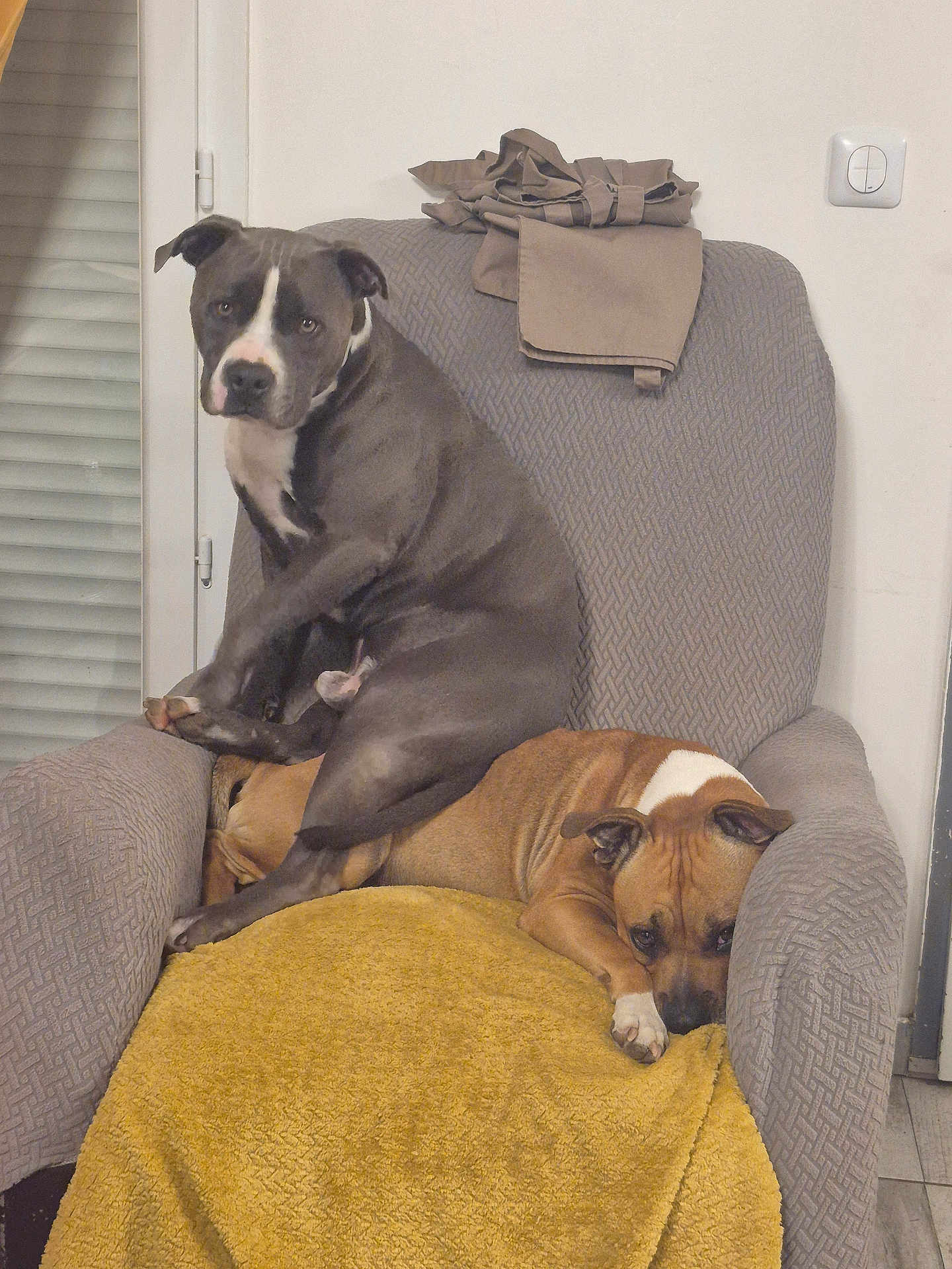 Taylor a rejoint le concours — aidez-le/la à gagner de superbes lots ! dog, dogs, armchair, gray_dog, brown_dog, blanket, indoor, pet, resting, sitting, furniture, cozy, expression, animal, canine, household, relaxed, cute, companion, home