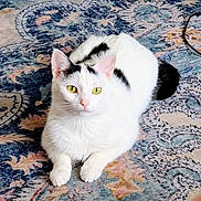 Duchess is registered to the contest to win money with this photo: cat, white_cat, black_markings, yellow_eyes, lying_down, rug, patterned_rug, indoor, pet, animal, feline, curious, cozy, relaxed, floor, home, domestic, cute, whiskers, ears