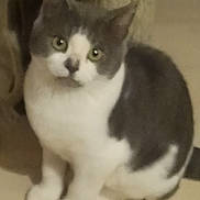 Pitcho a rejoint le concours — aidez-le/la à gagner de superbes lots ! abyssinian, angora, animal, baby, cat, face, head, kitten, manx, person, pet, siamese