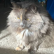 Phoebe Bridgers joined the competition — help win amazing prizes! cat, fluffy, gray, carpet, indoor, sunlight, pet, feline, whiskers, relaxed, yellow_eyes, long_hair, animal, cute, mammal, paw, resting, domestic, soft, calm