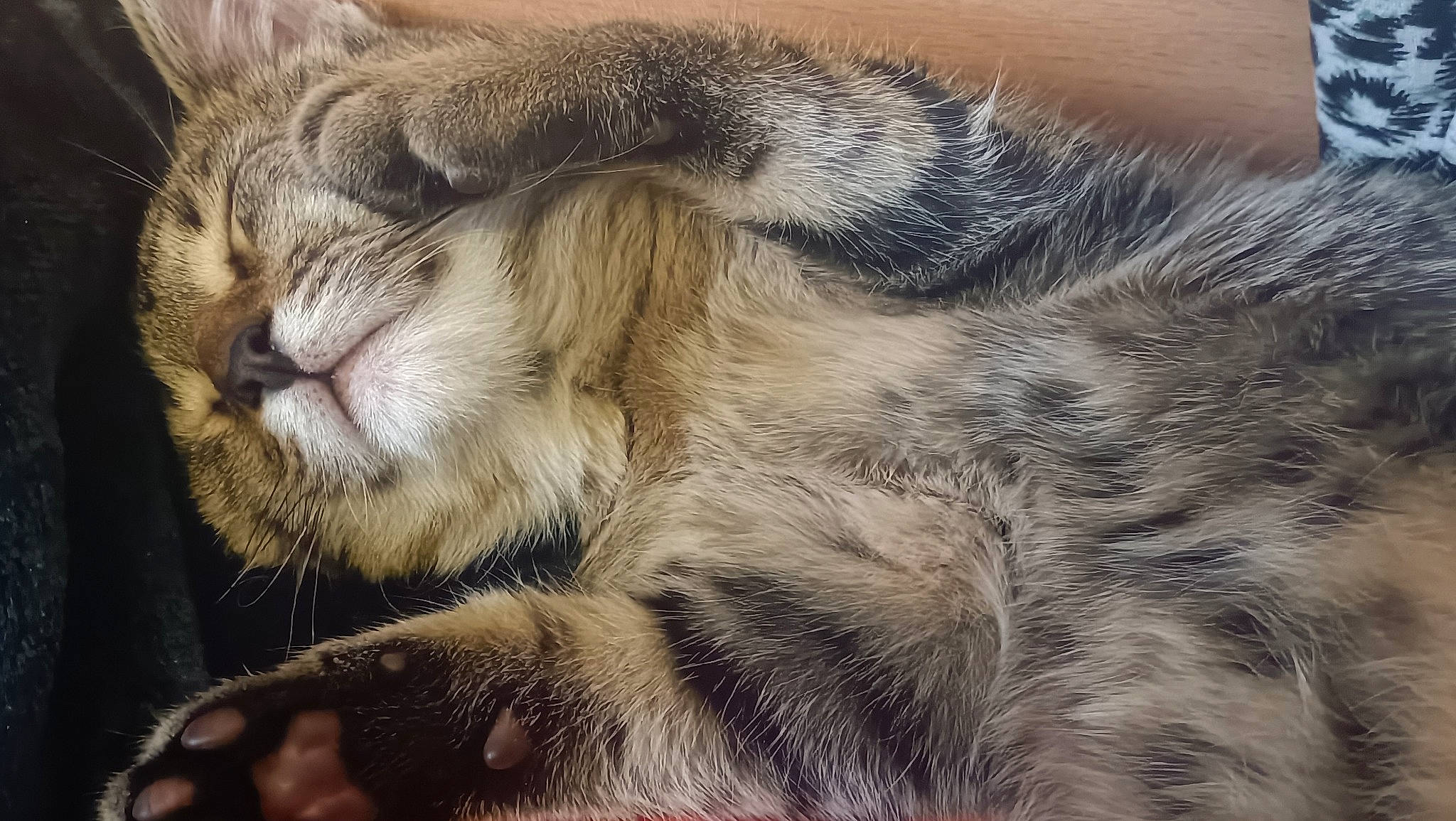 Magui participe au concours pour gagner de l'argent avec cette photo : carnivore, cat, claw, close_up, comfort, domestic_short_haired_cat, fawn, felidae, fur, nap, paw, sleep, small_to_medium_sized_cats, snout, tail, terrestrial_animal, whiskers, wildlife